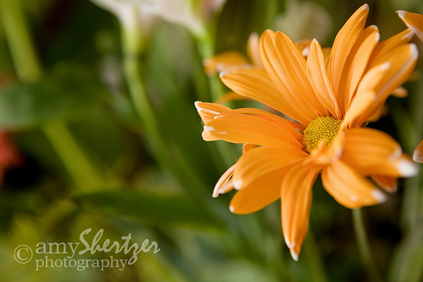 A lone orange daisy from a lovely bouquet