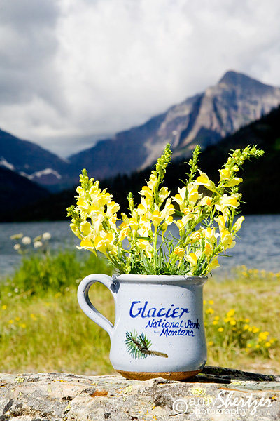 A bouquet of wildflowers adorns a scenic view in Glacier National Park