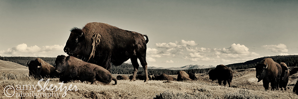 A vintage process on an image of bison in Yellowstone National Park
