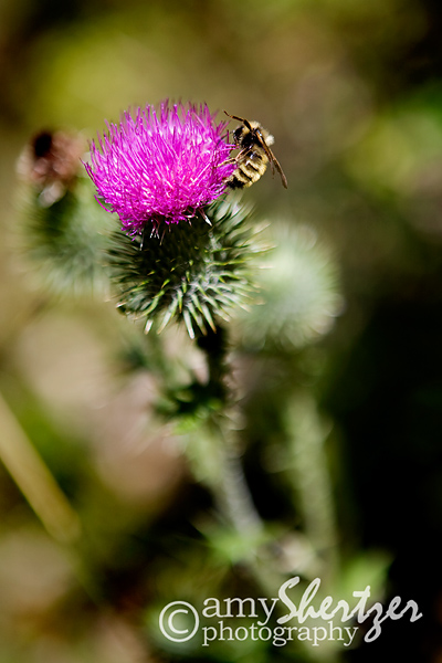 A bee enjoys some nectar