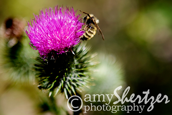 A close-up of a bee on a flower in Bear Canyon, Montana