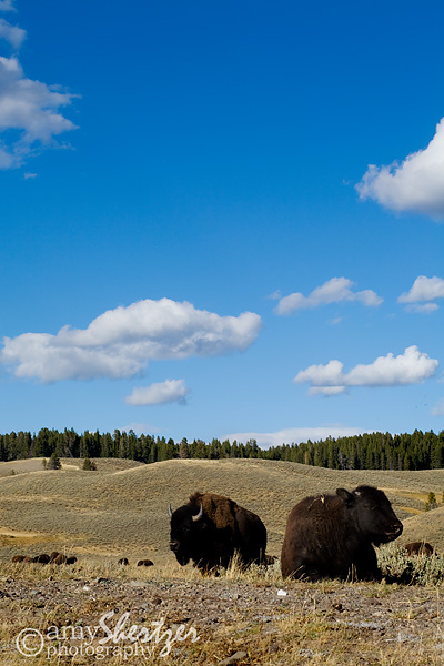 Bison in yellowstone on a sunny day