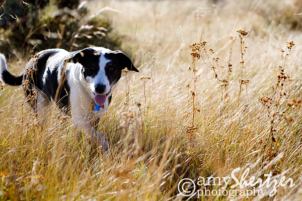 Black-and-white dog in the golden autumn grasses of Gallatin Canyon Montana