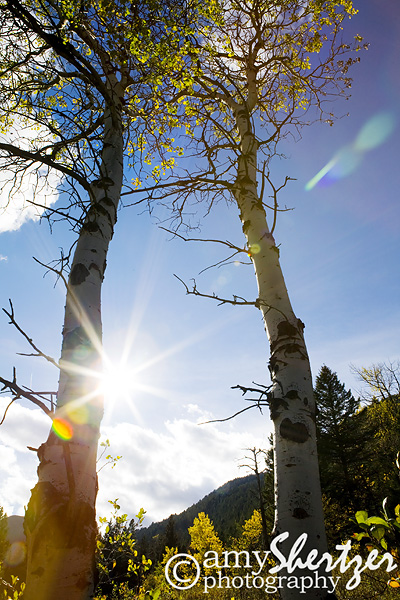 The sun shines through two colorful birch trees in western Montana