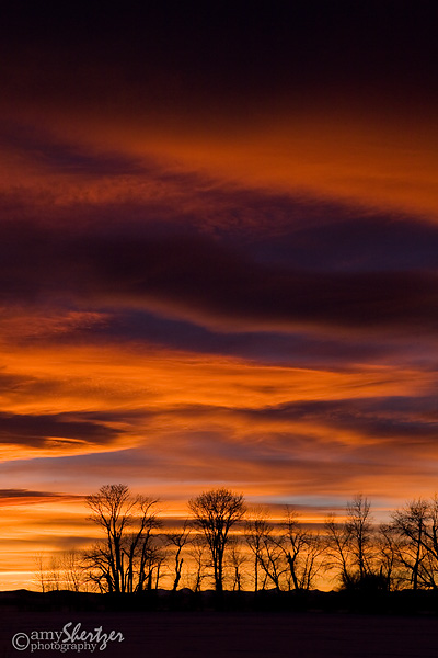 Brilliant orange sky creates a beautiful backdrop for trees at sunset.