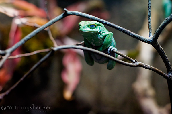 A green tree frog just hangs out.