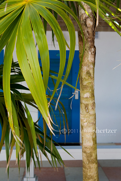 A green palm frond hides a bright blue door.