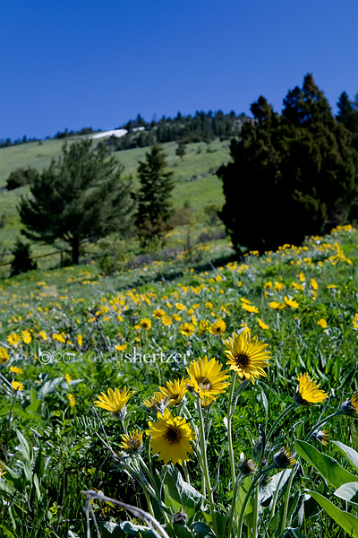 Yellow Flowers line the side of "The M" trail in the Bridger Mountains of Bozeman, Montana.