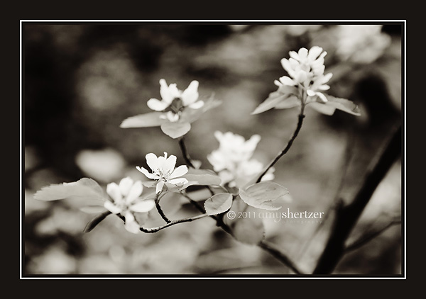 A black and white photo of small flowers on a branch.