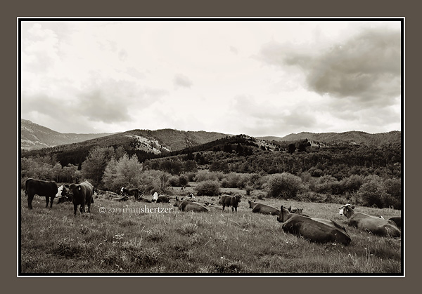A group of cows rest in a Montana field along mountains.