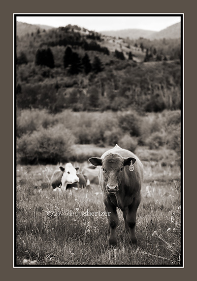 A black-and-white image of cow in a Montana field.