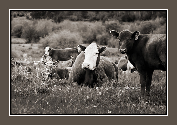 A black-and-white photo of cows, seemingly posing for the camera.