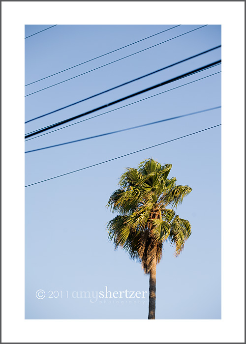A palm tree sways next to several power lines in Los Angeles.