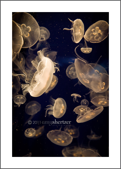 Moon jellyfish swim in dark waters.