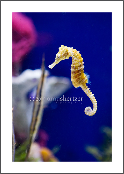 A seahorse swimming.