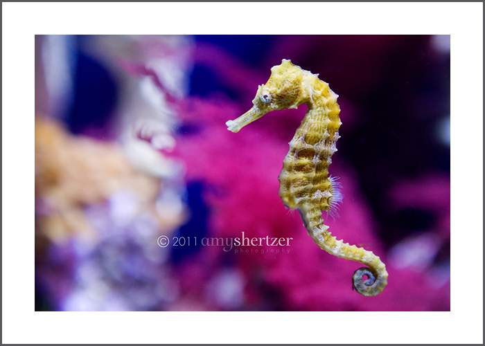 A seahorse swims in a colorful aquarium.