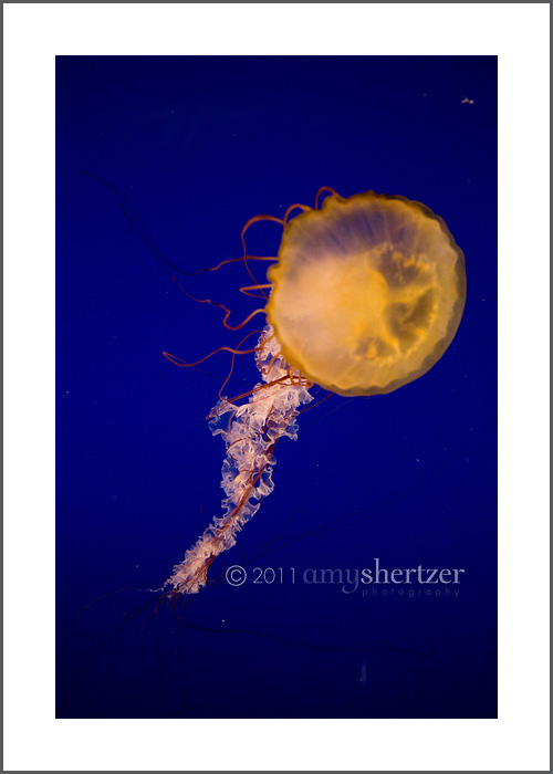 A bright orange jellyfish swims.