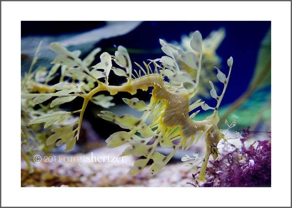 A leafy sea dragon is camouflaged in its aquarium.