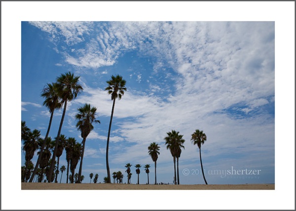 Palm trees reach toward the sky at Venice Beach in California.